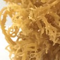 Best Sea Moss