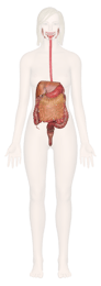 Digestive System