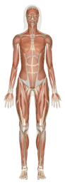 Muscular System