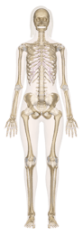 Skeletal System